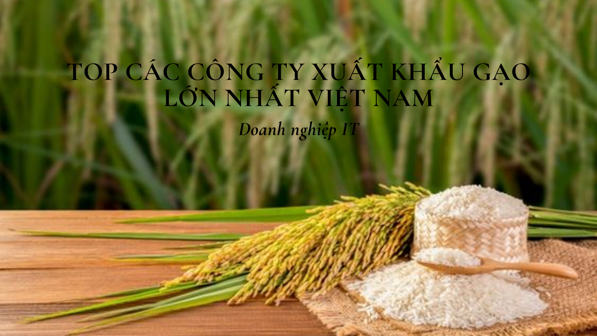 Top các công ty xuất khẩu gạo lớn nhất Việt Nam